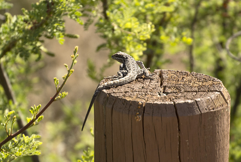 lizard sunbathing