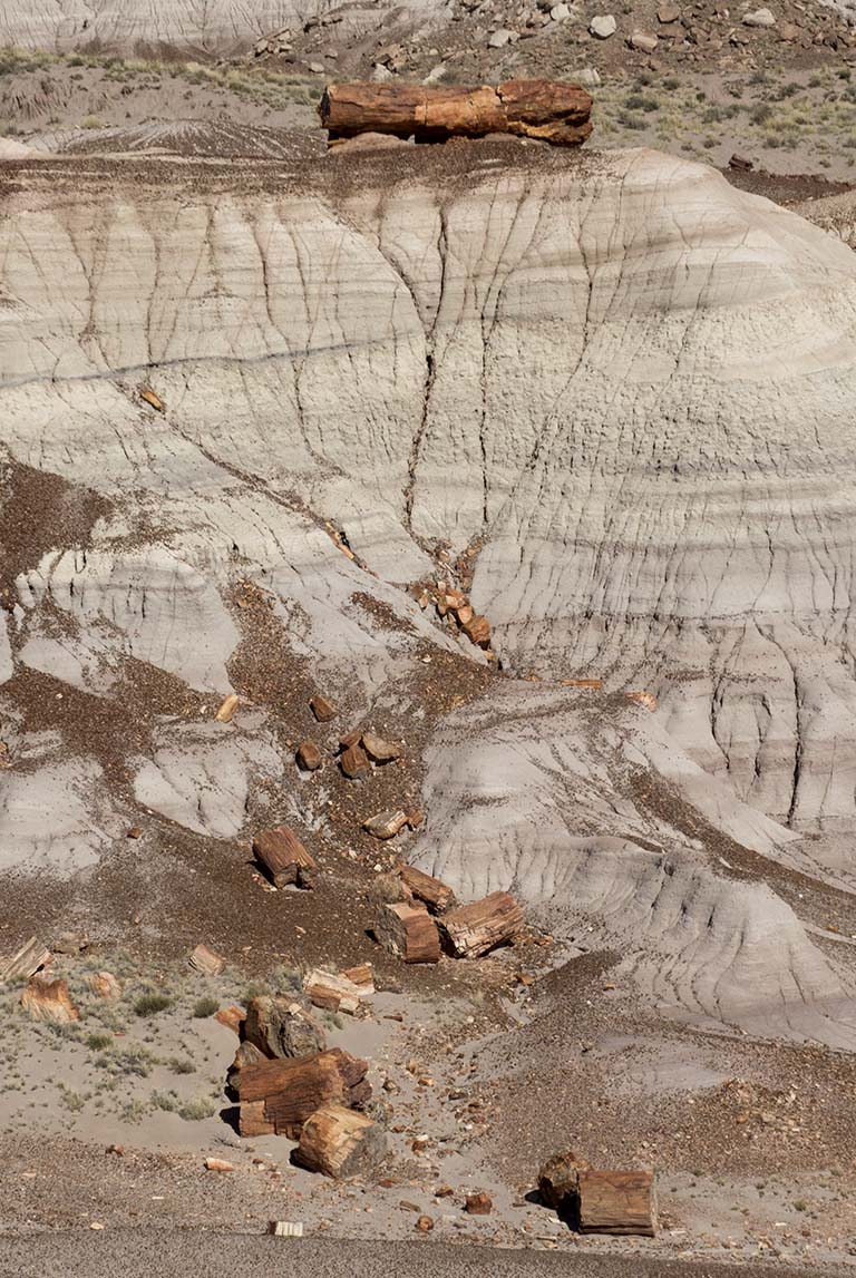 Petrified Forest, large log
