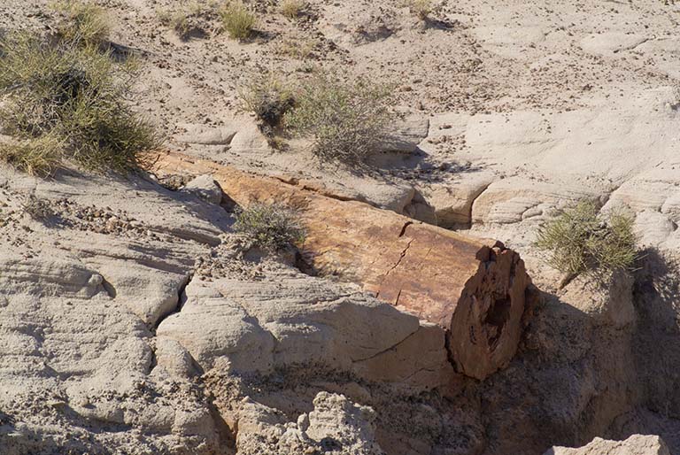 Petrified Forest, eroding log