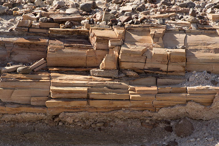 Petrified Forest, rotting wood