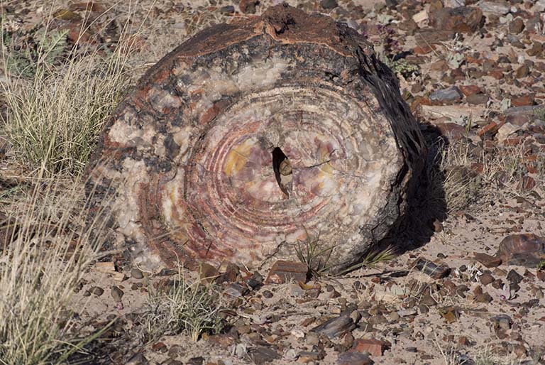 Petrified Forest log cavity