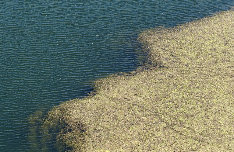 Montezuma Well, Arizona: invasive pondweed