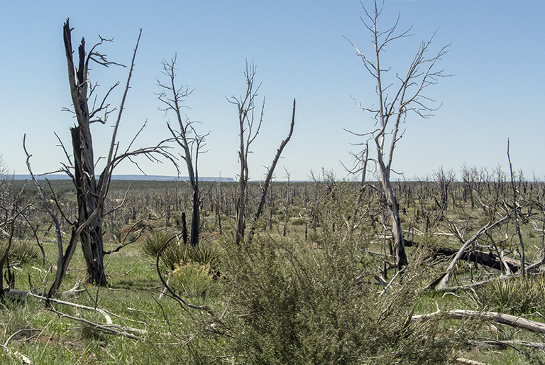 One of the burned area of Mesa Verde National Park