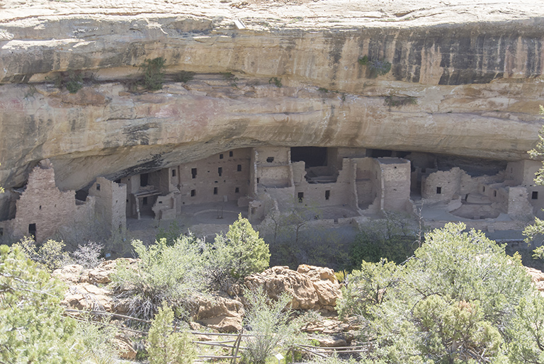 Spruce Tree House
