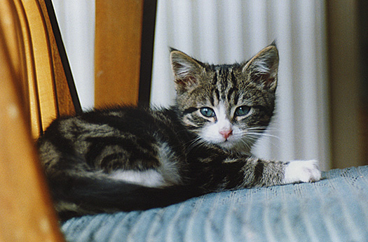 English cat Panthino as kitten