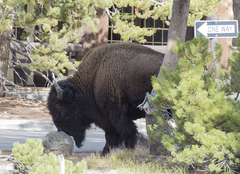 lonely bison in Yellowstone