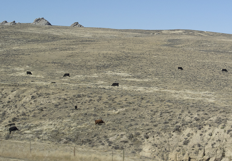lonely steers near Thermopolis